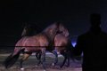 Apassionata_2014    005